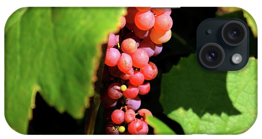 Grapes iPhone Case featuring the photograph Fruit of the Vine by Phil Spitze