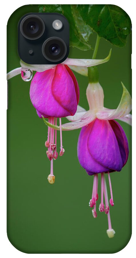 Fuchsia iPhone Case featuring the photograph Fuchsia flower, Nuwara Eliya, 2012 by Hitendra SINKAR