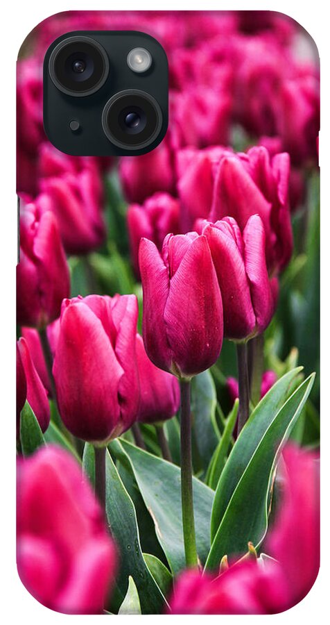 Tulips iPhone Case featuring the photograph Fuchsia Tulips by Juli Ellen