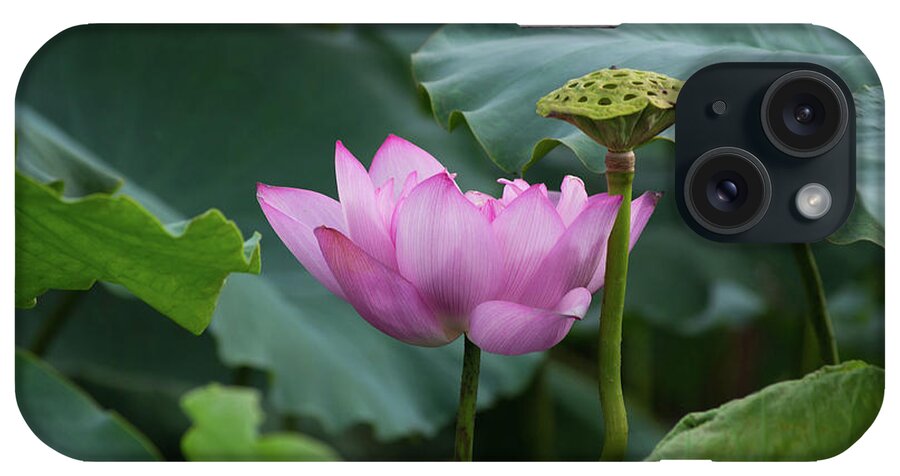 Lotus iPhone Case featuring the photograph Full bloomed lotus by Tran Boelsterli