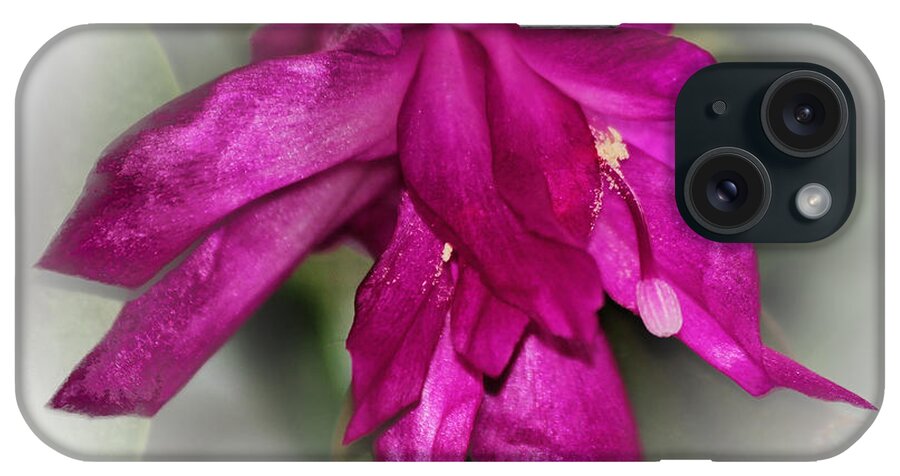 Fuchsia iPhone Case featuring the photograph Fuschia Christmas by Lucy VanSwearingen