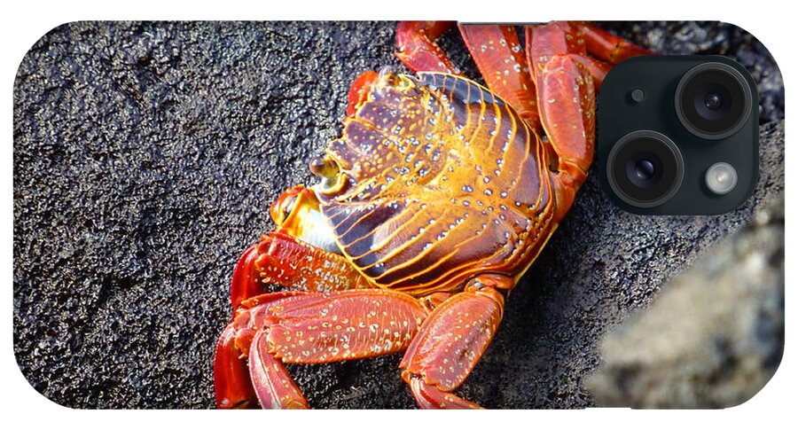 Crab iPhone Case featuring the photograph Galapagos Crab by Maxine Kamin