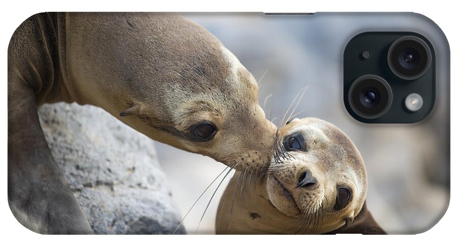 00548047 iPhone Case featuring the photograph Galapagos Sea Lion Kiss by Tui De Roy