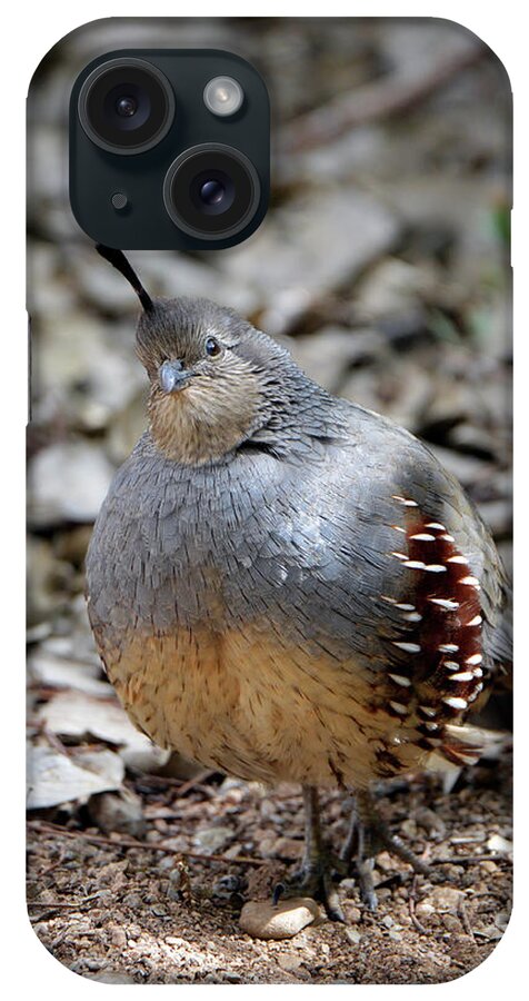 Denise Bruchman iPhone Case featuring the photograph Gambel's Quail by Denise Bruchman