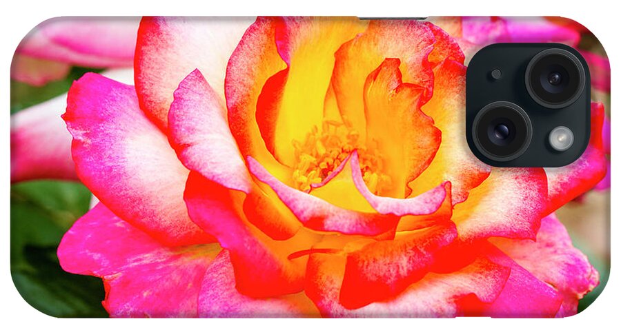 Valentine iPhone Case featuring the photograph Garden Rose Beauty by Teri Virbickis