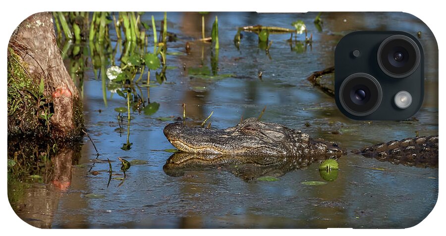 Ul iPhone Case featuring the photograph Gator in Cypress Lake 3 by Gregory Daley MPSA