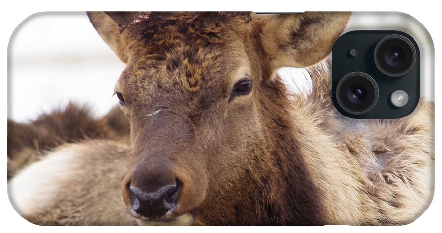 Elk iPhone Case featuring the photograph Gaze from a bull elk by Jeff Swan
