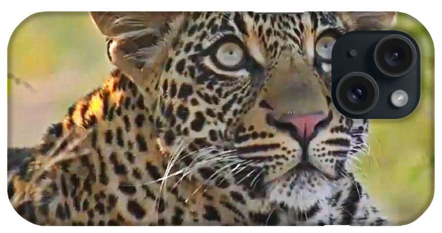 Leopard iPhone Case featuring the photograph Gazing Leopard by Gini Moore