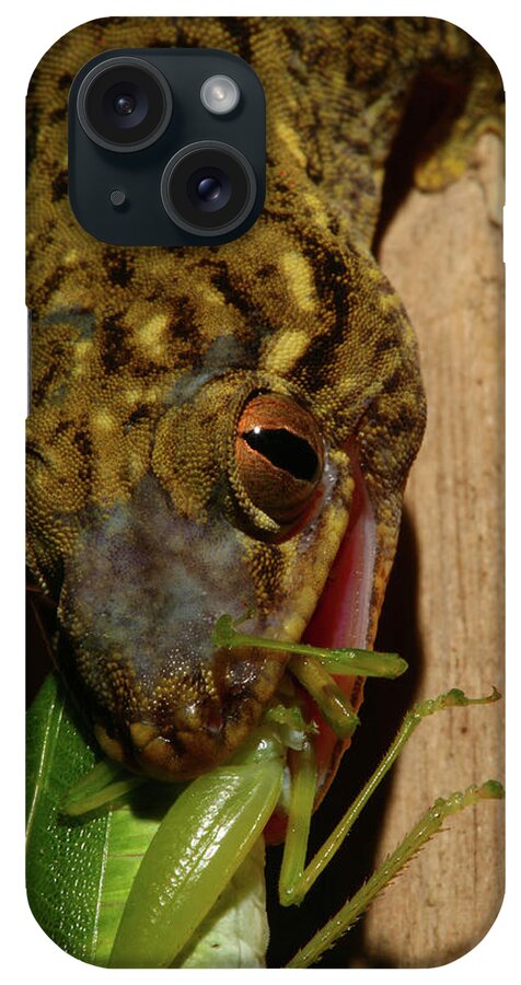 Lizard iPhone Case featuring the photograph Gecko Feed by Bruce J Robinson