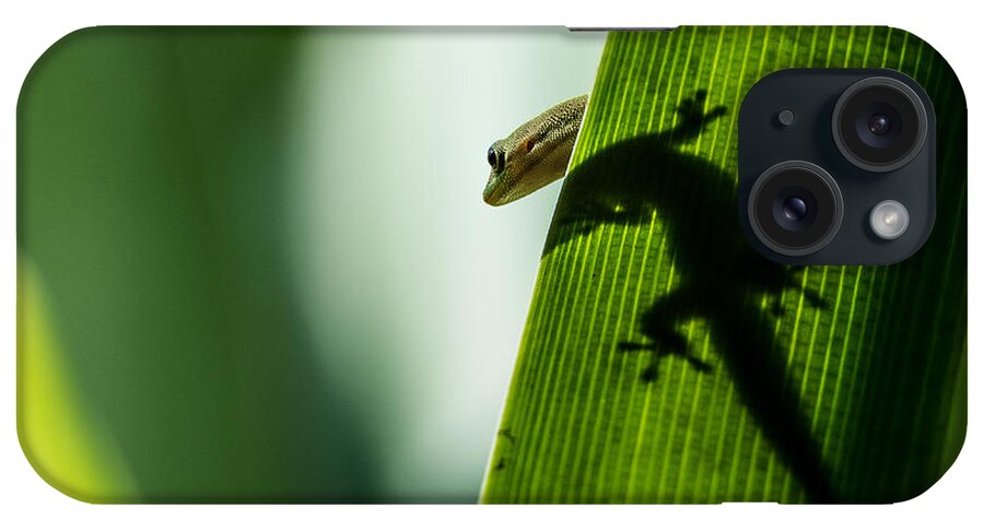 Gecko iPhone Case featuring the photograph Gecko in the Morning Sun by Mark Rogers