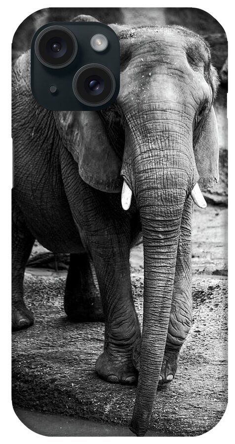 Elephant iPhone Case featuring the photograph Gentle One by Karol Livote