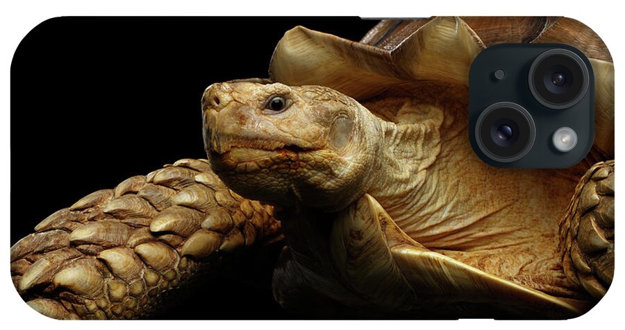Turtle iPhone Case featuring the photograph Geochelone sulcata. African turtle Spurs by Sergey Taran