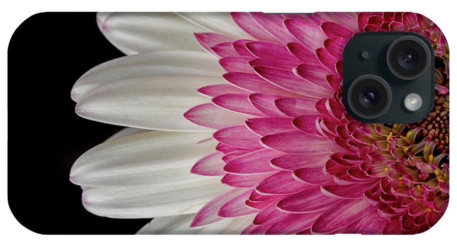 Flower iPhone Case featuring the photograph Gerbera Flower by Catherine Reading