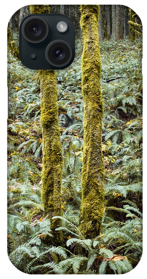 Fall iPhone Case featuring the photograph Ghostly Forest by Jean Noren