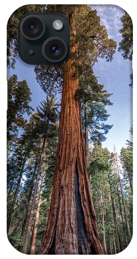 Giant Sequoia iPhone Case featuring the photograph Giant Sequoia by Phil Abrams
