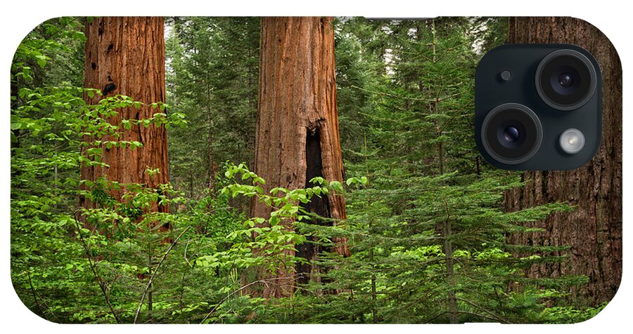 Trees iPhone Case featuring the photograph Giants Among Us by Dianne Phelps