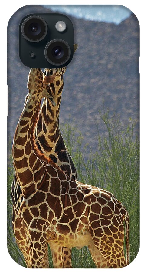 Giraffe iPhone Case featuring the photograph Giraffe Hug by Steve Ondrus