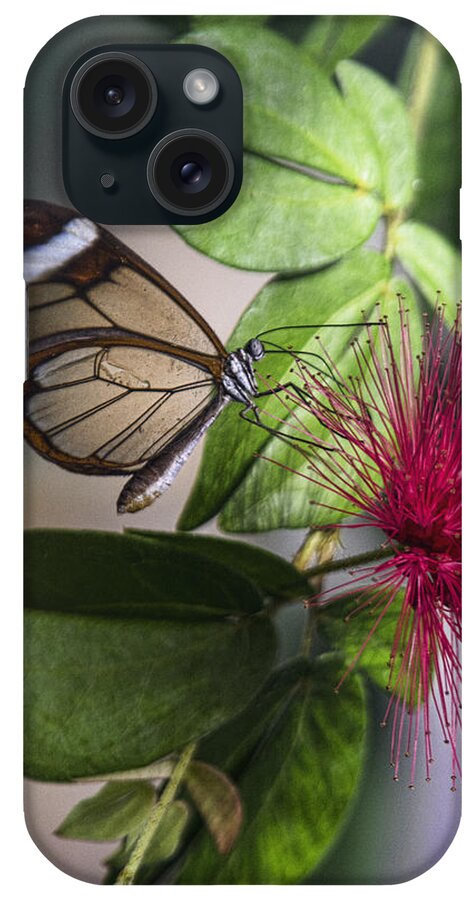Butterflies iPhone Case featuring the photograph Glasswing Butterfly on a Fairy Duster by Saija Lehtonen