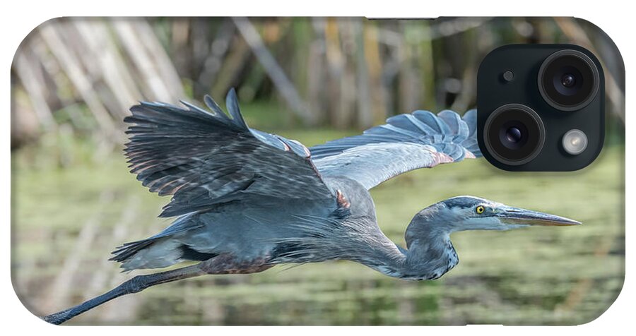 Bird iPhone Case featuring the photograph Gliding over the wetlands... by Ian Sempowski