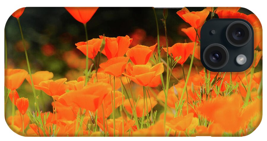 Spring iPhone Case featuring the photograph Glowing Poppies by Steph Gabler