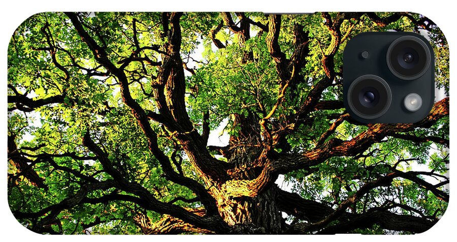 Oak Tree iPhone Case featuring the photograph Gnarly Oak by Debbie Oppermann