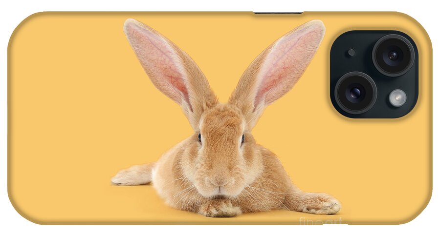Giant Rabbit iPhone Case featuring the photograph Go ahead I'm all Ears by Warren Photographic