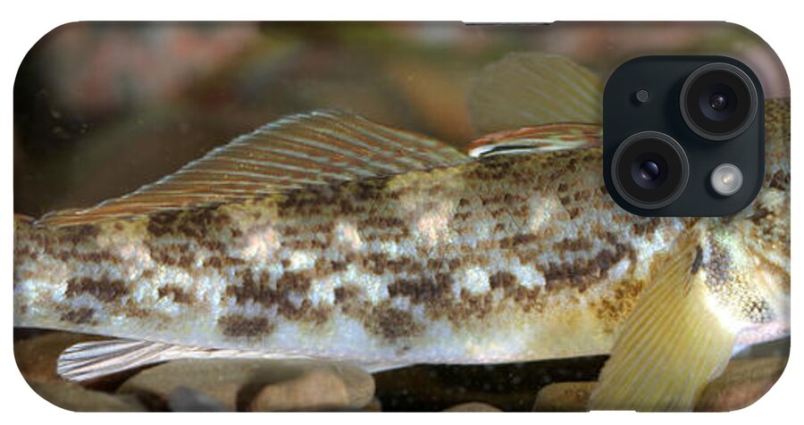 Fish iPhone Case featuring the photograph Goby Fish by Ted Kinsman