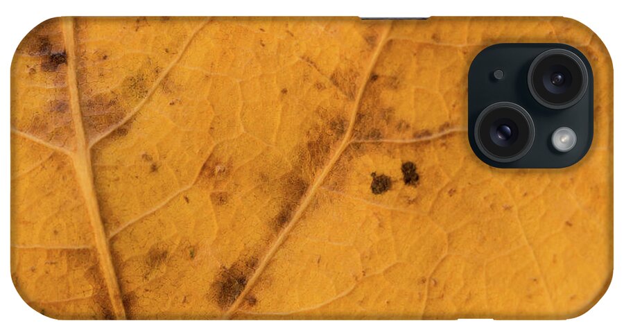 Fall iPhone Case featuring the photograph Gold Leaf Detail by Ana V Ramirez