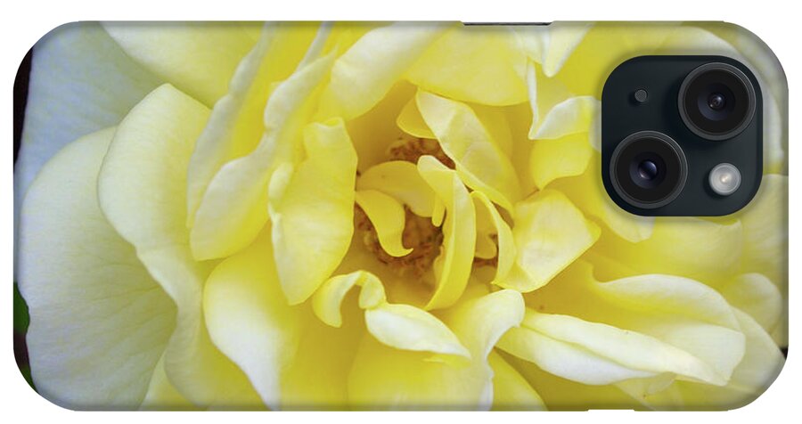 Rose iPhone Case featuring the photograph Golden Glow by Sudakshina Bhattacharya