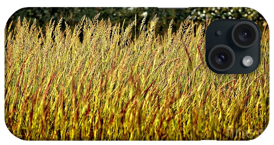 Grass iPhone Case featuring the photograph Golden Grasses by Meirion Matthias