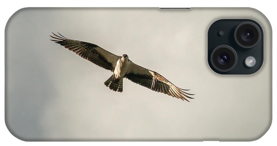 Nature iPhone Case featuring the photograph Golden Hour Hunt by Mike Herron