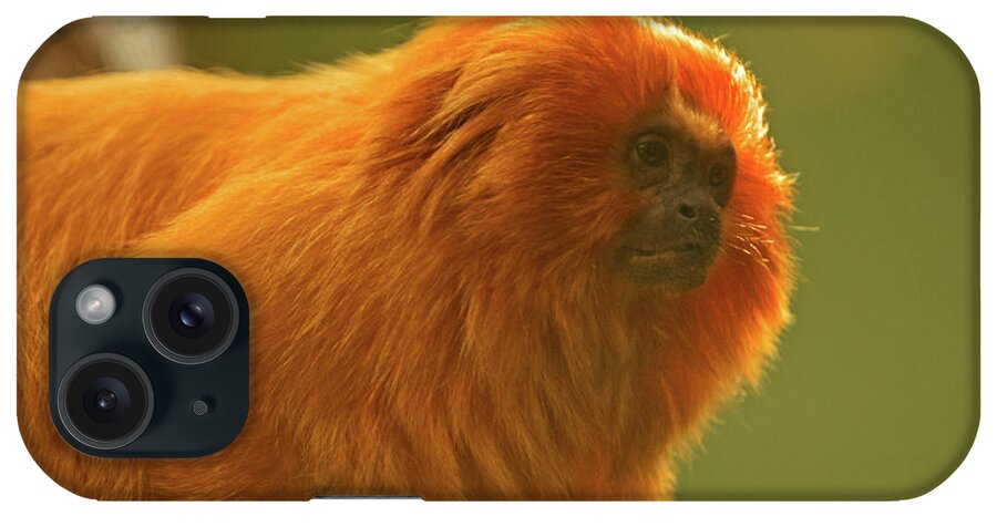 Tern iPhone Case featuring the photograph Golden Lion Tamarin by Paul Mangold