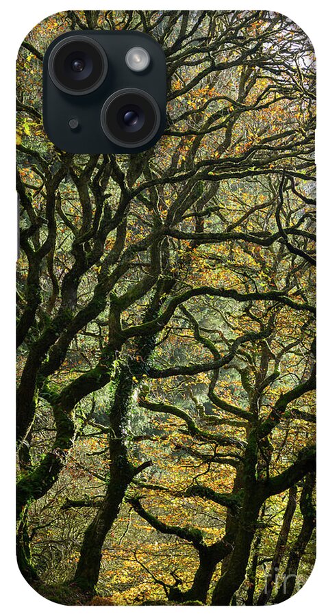 Oak Trees iPhone Case featuring the photograph Golden Oaks by Andy Myatt