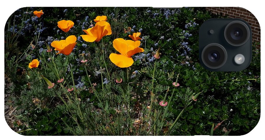 Botanical iPhone Case featuring the photograph Golden Poppy Path by Richard Thomas