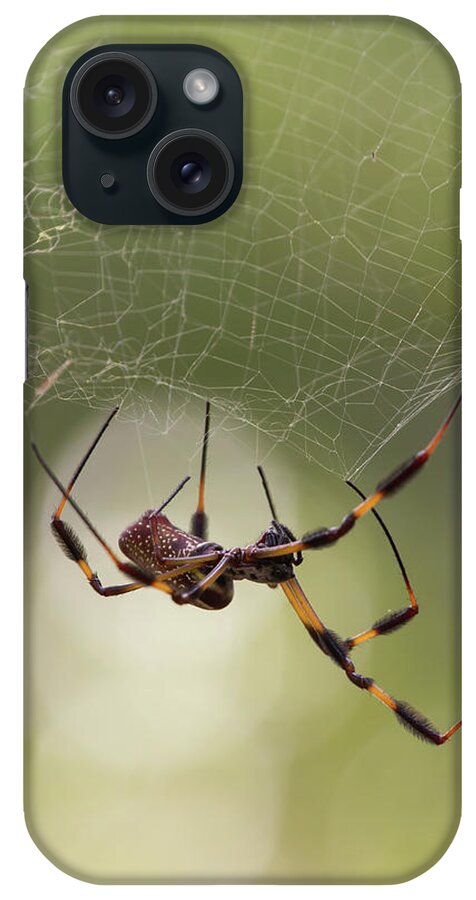 Spider iPhone Case featuring the photograph Golden-Silk Spider by Paul Rebmann
