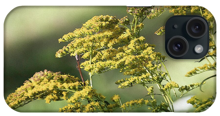 Goldenrod iPhone Case featuring the photograph Goldenrod - by Julie Weber