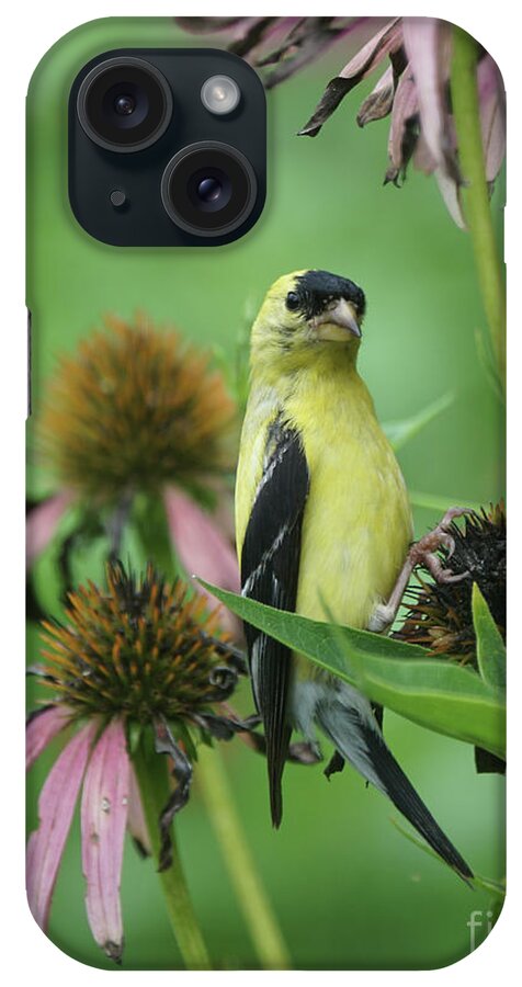 Goldfinch iPhone Case featuring the photograph Goldfinch on Coneflower Seed Head by Robert E Alter Reflections of Infinity