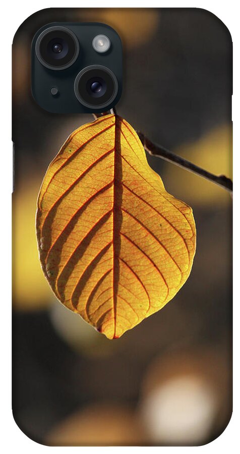 Leaf iPhone Case featuring the photograph Goldshine by Doris Potter