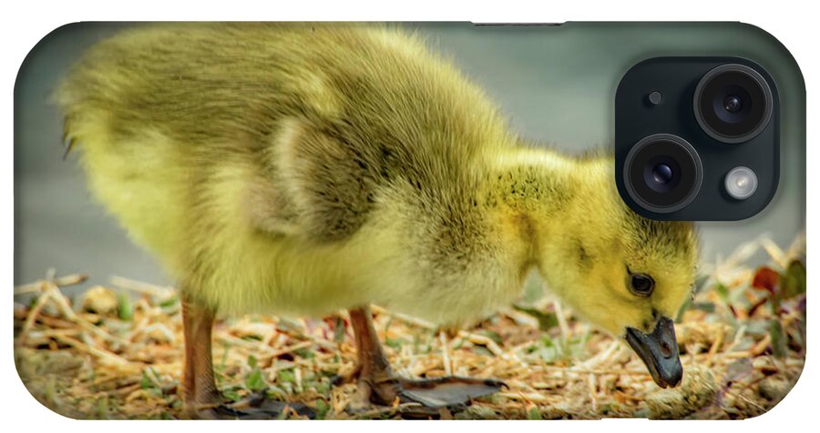 Goose iPhone Case featuring the photograph Goose Baby by Ray Congrove
