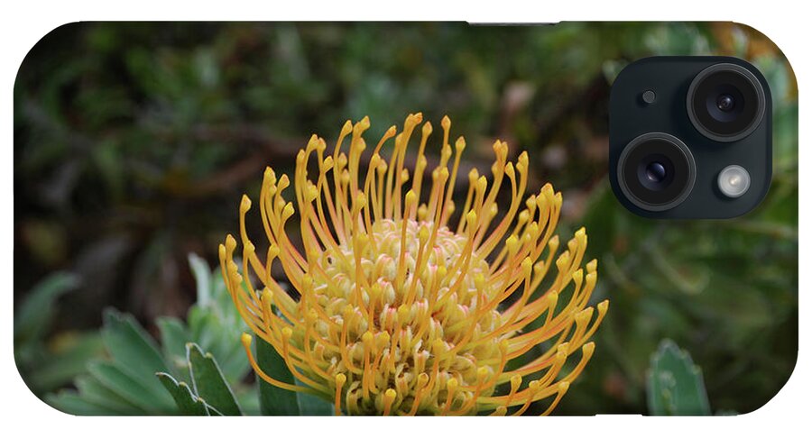 Protea iPhone Case featuring the photograph Gorgeous Flowering Yellow Protea Flower in Hawaii by DejaVu Designs