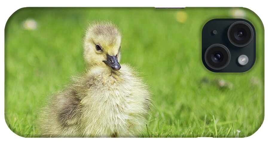 Gosling iPhone Case featuring the photograph Gosling by Eva Lechner