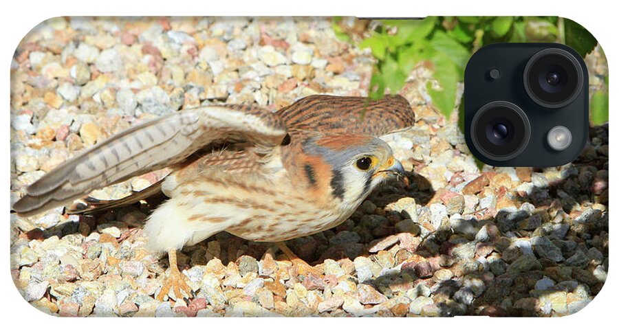 Kestrel iPhone Case featuring the photograph Gotcha by Shoal Hollingsworth