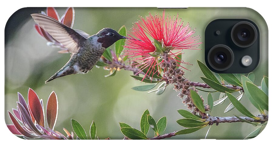Hummingbird iPhone Case featuring the photograph Grace by Bill Roberts