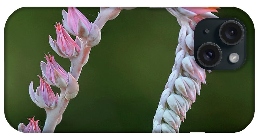Flowers iPhone Case featuring the photograph Graceful by Elvira Butler