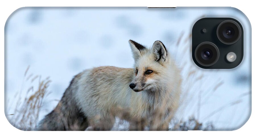 Fox iPhone Case featuring the photograph Grand Teton Fox by Serge Skiba