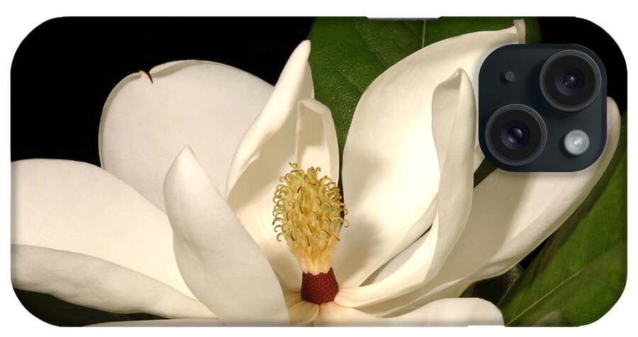 Magnolia Grandiflora iPhone Case featuring the photograph Grandiflora by Greg and Chrystal Mimbs