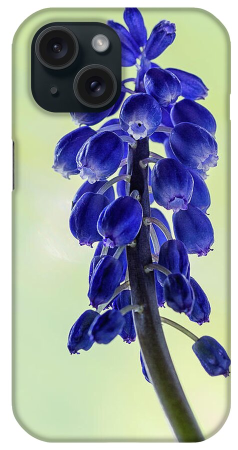 Flower iPhone Case featuring the photograph Grape Hyacinth by Shirley Mitchell