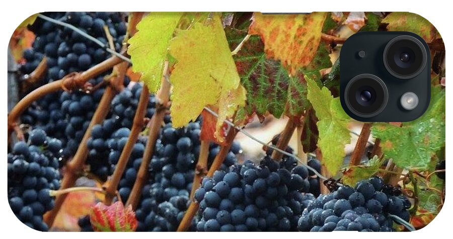 Grapes iPhone Case featuring the photograph Grapes by Jackie Russo