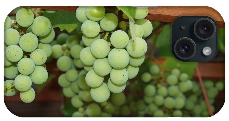 Grapes iPhone Case featuring the photograph Grapes Of North Carolina by Robert Margetts