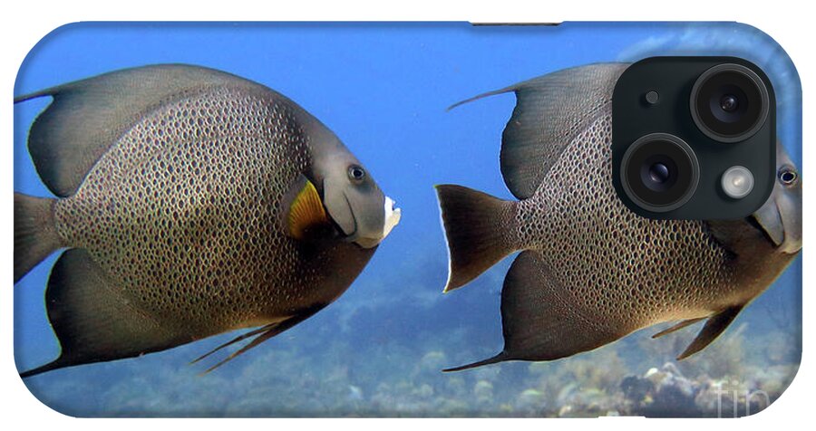 Underwater iPhone Case featuring the photograph Gray Angelfish Pair by Daryl Duda